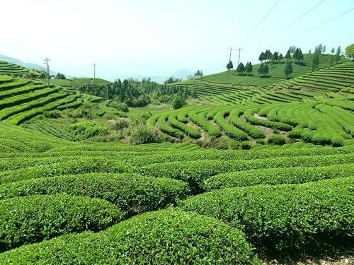 春季采茶忙，尊龙凯时人生就是搏空气能热泵烘干机让让春茶加工更简单